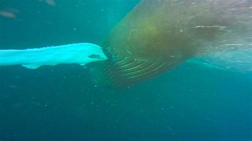 冷たいノルウェー海で魔法の遭遇、シャチとザトウクジラと一緒に泳ぐ瞬間