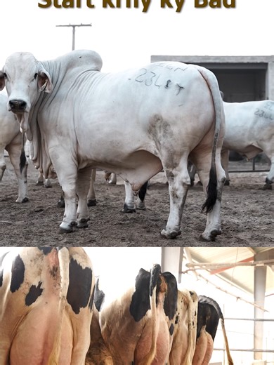 Exploring Dairy Farming Practices for Sustainable Living