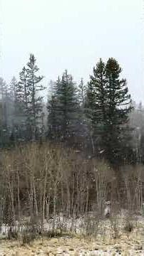 2 Minutes Heavy Snow South Park CO Feb 26, 2026 TALL #snow #mountains #colorado #bluesky #nature