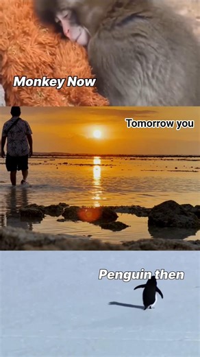 monkey punch viral..#punch #monkey #travel #solo