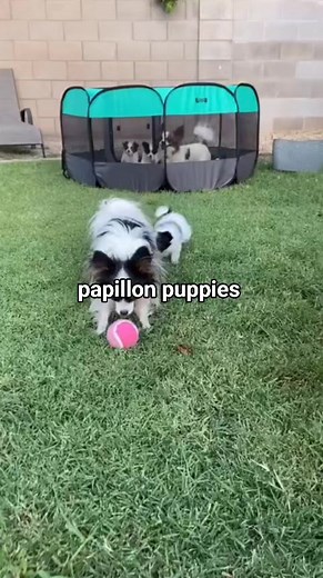 papillon puppies for adoption on TikTok