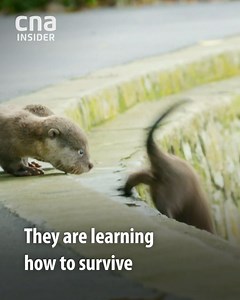 2.2K views · 10K reactions | Wild City takes you on a journey down...