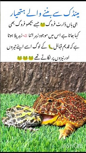 Meet the Frog amazing wildlife animal facts #frog #naturefacts #nature #wildlife #shorts