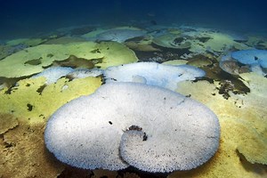 The state of coral reefs in the Chagos Archipelago: The last frontier