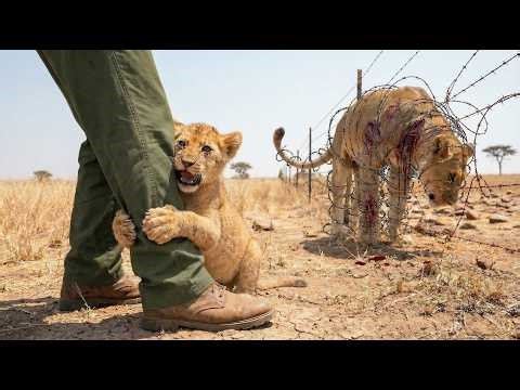 This Lion Cub Grabbed a Ranger's Leg and Led Him to His Bleeding Mother Trapped in Wire | Rescue