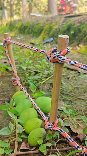 Unbreakable Rope Setup 💪 Perfect Post-to-Post Knot! #shorts #ropeknots #knotting #handmade #learning