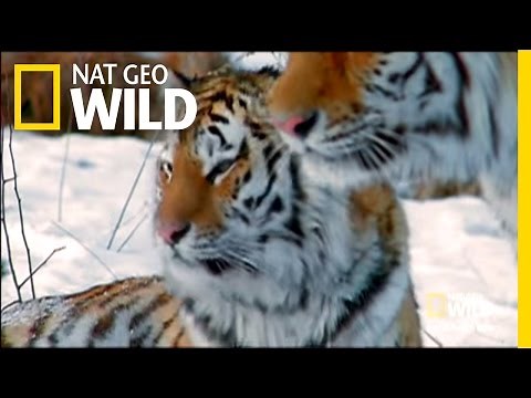 Siberia's Stripes of Death | Nat Geo Wild