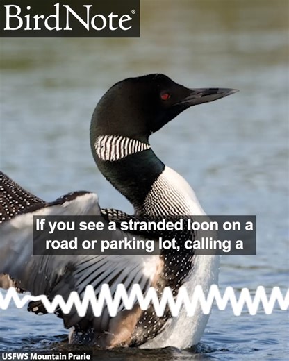 6.1K views · 141 reactions | Loons are built for life in the water –...