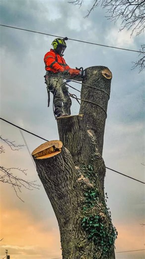 ✨Team work makes the dream work✨ Watch as our expert tree surgery team remove the last part of a big tricky tree🌳 The tree was located in a tight space surrounded by sheds, fences and multiple phone lines! This highlights the importance of good efficient team work when tasked with a job like this🤩 #treesurgery #treesurgeons #treework treeremoval arborist lumberjack logger | Glasgow Garden Maintenance