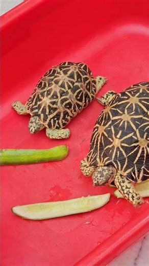 Turtle Eating Breakfast 🐢🍃 (Cutest Video Ever!)
