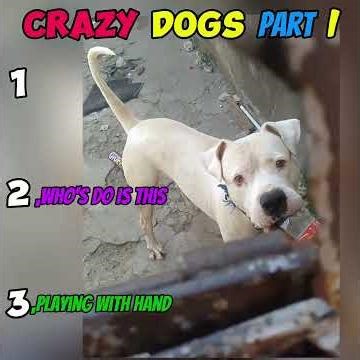 Crazy Dogs Part One | Funniest Dog Moments Compilation 2026