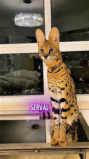 Most Expensive Cats in the World #cat #shorts #shortsfeed #catvideos #youtubeshort #cuteanimals