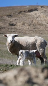 Lambing is well under way now! #farminglife #nzphotographer #farming #nzfarming #nz #sheep #sheep #sheepfarm #sheepfarming #sheepofinstagram #lamb | Skfarms | Facebook