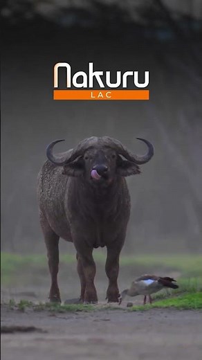 Top 5 lieux incontournables à visiter au Kenya