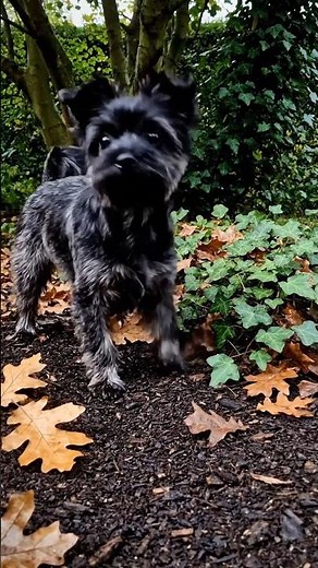 Affenpinscher The Tiny Dog With a Big Attitude 🐒