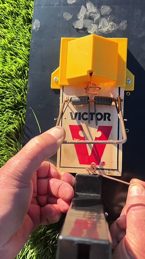 How to set a professional victor rat trap! #twintraps #twinhomeexperts #productreview #homeowners