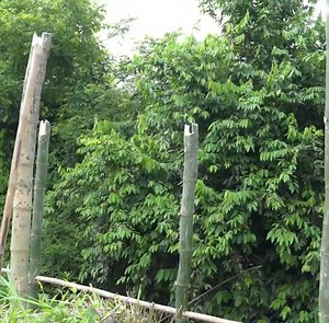 Part 1 Cattle Lost, Ly Tu Linh Builds Barn | Drawing Vlog