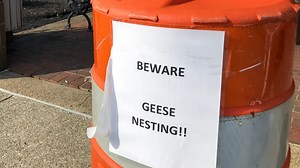 Goose poop and nesting season in Evansville: Tips for survival