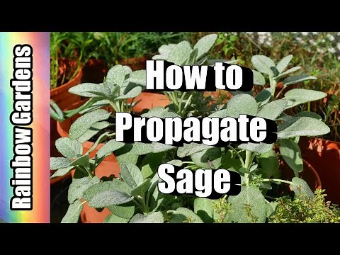 How to Propagate Sage from a Cutting