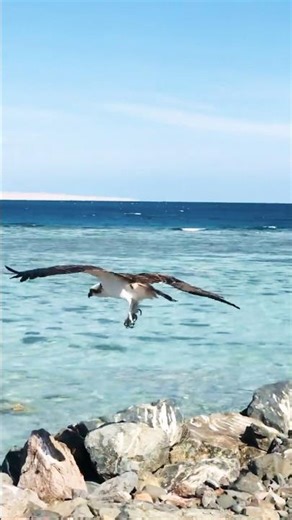 🦅 the osprey #birds #wildlife #furryfeatheredfun