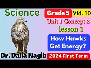 Science Grade 5 Concept 2 lesson 1How Hawks Get Energy ساينس خامسة ابتدائى المنهج الجديد الترم الاول