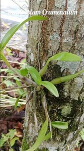 Dendrobium Crumenatum – Pigeon Orchid in Lotu #nature #plants