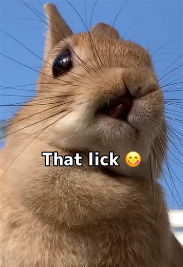 Adorable Bunnies in Action