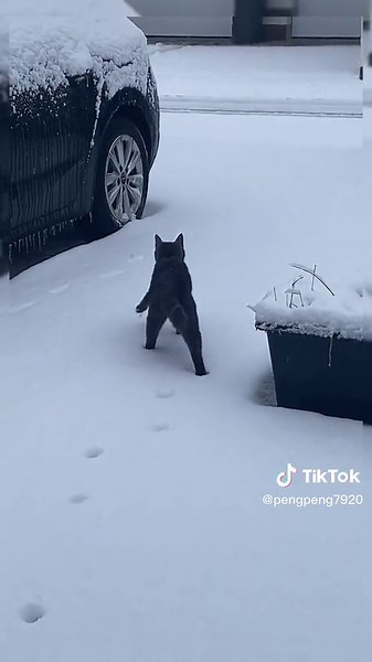 Obsessive-Compulsive Disorder in Cats Exposed!