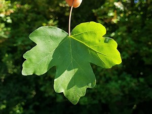 Ahorn - Feldahorn - bestimmen, sammeln & verwenden