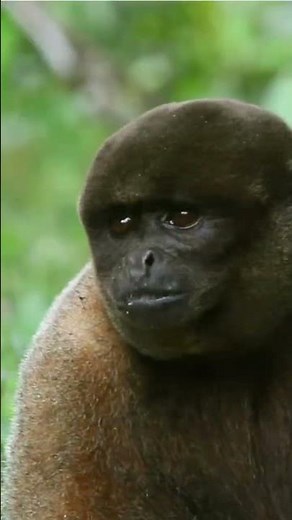 El Amazonas Peruano, el segundo país con mayor territorio de selva amazónica