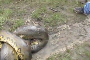 How to let a python kill and eat a crocodile | Floor window | Facebook