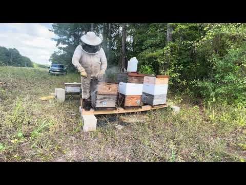 VarroxSan Out, MAQ Strips In 🐝 | Gardner Apiary Mite Treatment Work Through