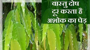 अशोक का पेड़ घर में है तो क्या होगा? जानिए फायदे