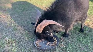 873K views · 10K reactions | Ringo Gets A Bell! It may seem like a...