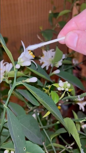 Hand Pollinating Meyer Lemon Trees #gardening #indoorplants #homesteading
