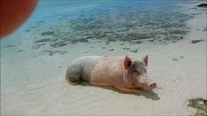 95K views · 526 reactions | Y'all ready for this? Our newest Swimming Pigs video! Please turn up the sound and click the HD button. | Exuma Water Sports 007 | Facebook