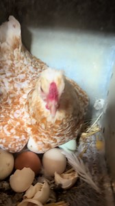 Baby farm animals: how many baby chicks?