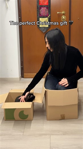 The Perfect Christmas Gift My Cat Got Me 🎁 #cats #christamsgift