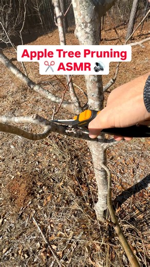 What should I prune next? ✂️ It’s finally above freezing so back to pruning my trees 🌳. Apples are less vigorous than stone fruit and need more thinning than heading cuts. 🍎 My assistant 🐈‍⬛ Miss Fig loves to help. 🤣 #fruittrees #pruning #appletree #growyourownfood #catsoﬁnstagram | Uncle Josh Gardens