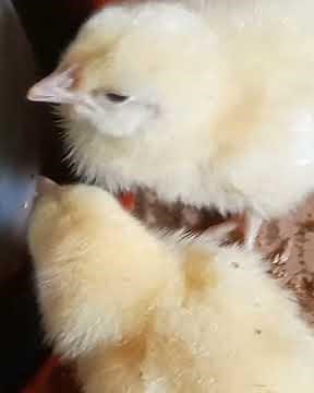 Day 1 of Organic Poultry Broiler Brooding Setup #organicfarming#broiler farming#organicfarming