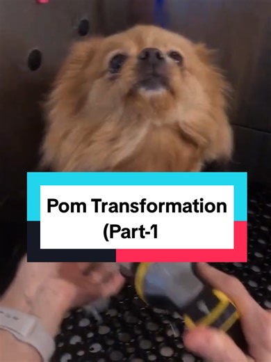 Pomeranian Transformation: Fluffy and Affectionate