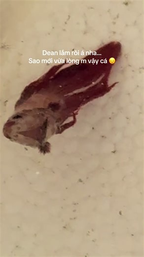 Ai kêu dòng cá betta trâu lắm đâu, bước ra đây 🙏🏻