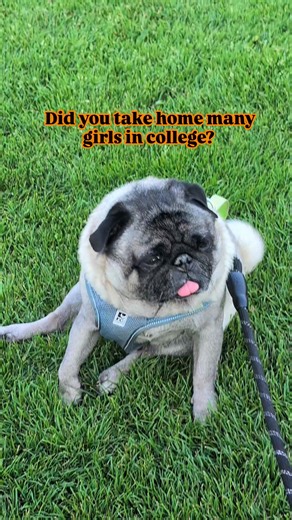 118 reactions · 71 comments | Adam is crazy #pug #puglife #adam #college #collegegirls #cute #babyboy #collegeboys #ig #fblifestyle #pet #dog #fbreels | Jacob ThePug Canada | Facebook