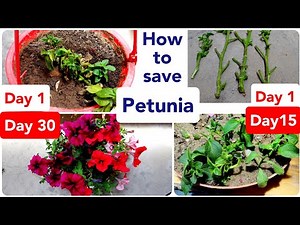 How To Care Petunia | Saving Petunia for Next Season | Petunia Summer Care | Petunia Care in Summer
