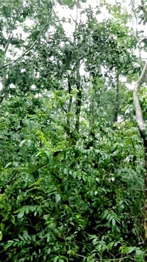 Soothing Forest Rain for Sleep #shorts