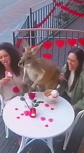98K views · 717 reactions | Kangaroo Joins Ice Cream Fun! Two friends get a surprise guest while enjoying ice cream! #fblifestyle #AI Generated using Kling AI . . . (For entertainment purposes only. Consult professionals if guidance on activities is presented. No brand affiliation is implied if any are shown. If inspired by true events, creative adaptations may be included. Content may include public footage.) | Fabiosa UK | Facebook
