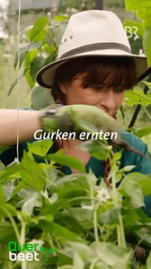 Den Gurken 🥒 im Gewächshaus im Querbeet-Garten kann man beim Wachsen quasi zusehen. Deshalb ist es wichtig, regelmäßig zu ernten. So bildet die Pflanze auch weiterhin Gurken. Wie machen sich eure Gurken dieses Jahr so? 🤔👇 #querbeet #garten #querbeetgarten #gartentipps #tippsvonsabrina #gemüsegarten #gurken #erntezeit #gurkenschwemme #selbstversorger | Querbeet