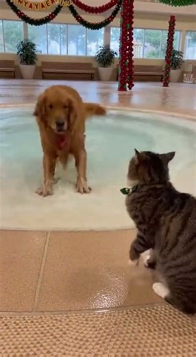 Dog Invites Cat to Pool Party 🐶🐱💦🎶 #shorts #subscribe