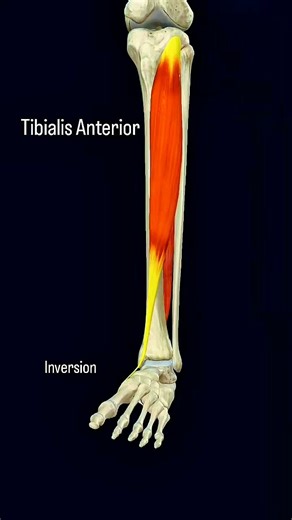 Tibialis anterior #muscle #anatomy 🦵🏃‍♂️ | Dr. Ishtiaque Arafat