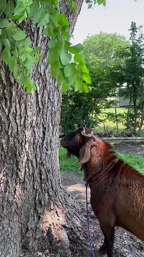 Mr. Beast 🍃 | My lovely Animals
